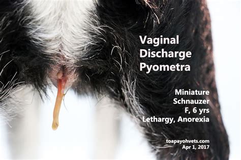 brown discharge female dog|Vulvar Discharge